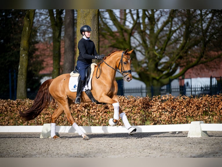 Belgian Warmblood Mare 5 years 16 hh Chestnut-Red in Weert