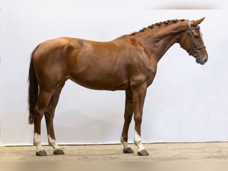 Belgian Warmblood Mare 5 years 16 hh Chestnut-Red in Waddinxveen