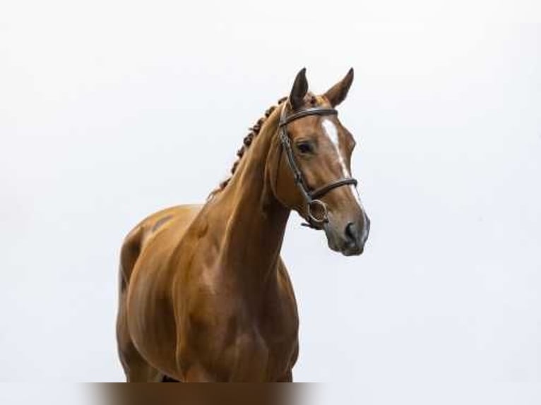 Belgian Warmblood Mare 5 years 16 hh Chestnut-Red in Waddinxveen