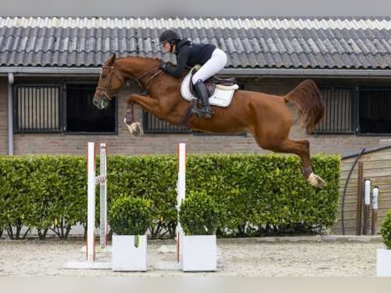 Belgian Warmblood Mare 5 years 16 hh Chestnut-Red in Waddinxveen