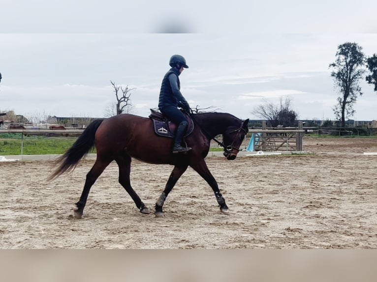Belgian Warmblood Mare 5 years 16 hh  in GROTE-BROGEL