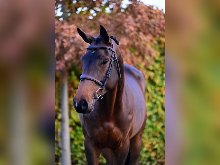 Belgian Warmblood Mare 5 years 16,1 hh Bay-Dark in Bladel