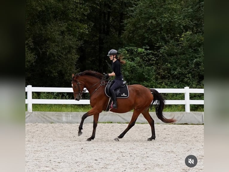 Belgian Warmblood Mare 5 years 16,1 hh Brown in Żywiec
