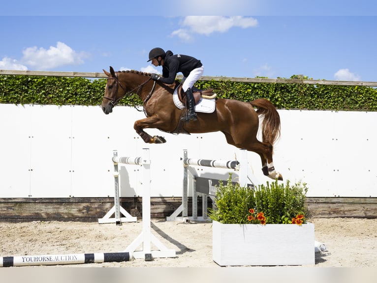 Belgian Warmblood Mare 5 years 16,1 hh Chestnut-Red in Waddinxveen