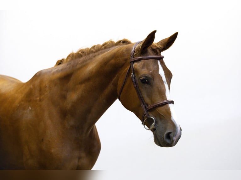 Belgian Warmblood Mare 5 years 16,1 hh Chestnut-Red in Waddinxveen