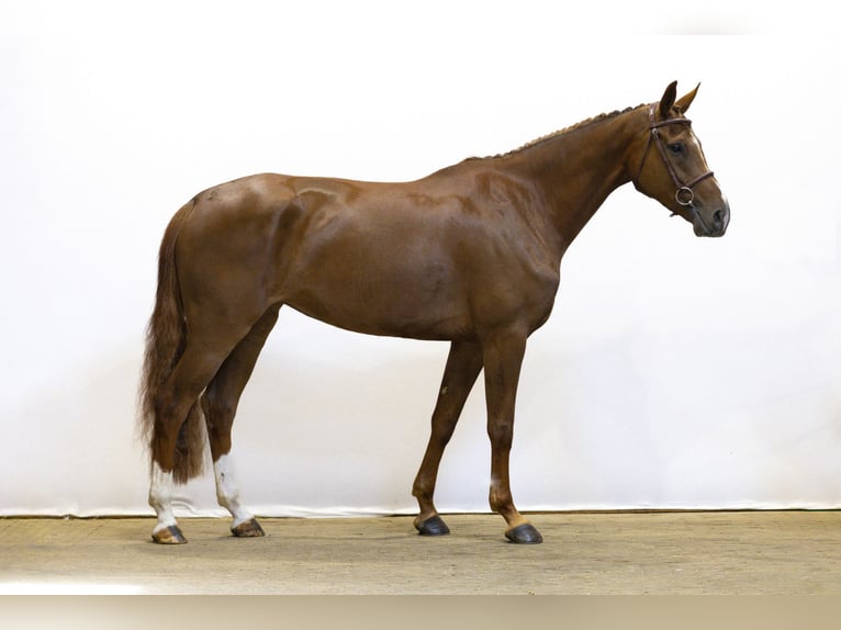 Belgian Warmblood Mare 5 years 16,1 hh Chestnut-Red in Waddinxveen