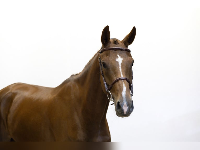 Belgian Warmblood Mare 5 years 16,1 hh Chestnut-Red in Waddinxveen