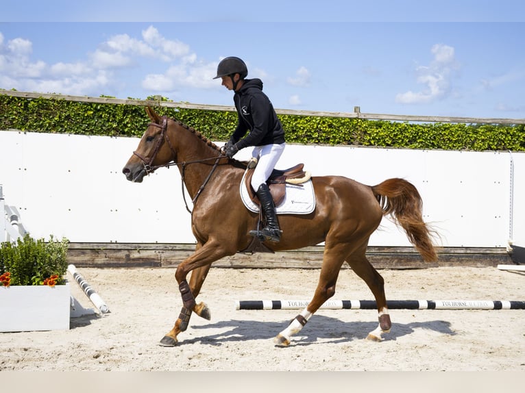 Belgian Warmblood Mare 5 years 16,1 hh Chestnut-Red in Waddinxveen