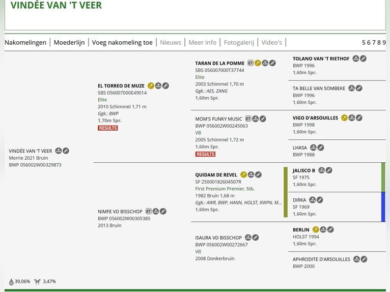 Belgian Warmblood Mare 5 years 16,2 hh  in Poznan