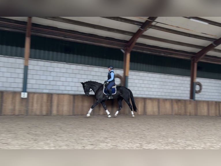 Belgian Warmblood Mare 5 years 17 hh Black in Oud Gastel