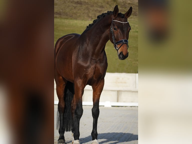Belgian Warmblood Mare 5 years 17 hh Brown in Nettersheim