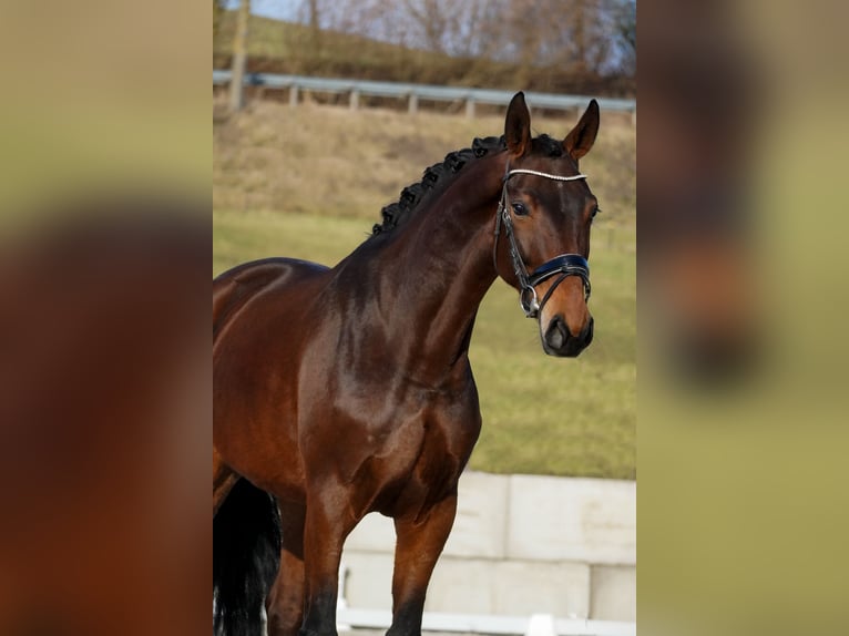 Belgian Warmblood Mare 5 years 17 hh Brown in Nettersheim