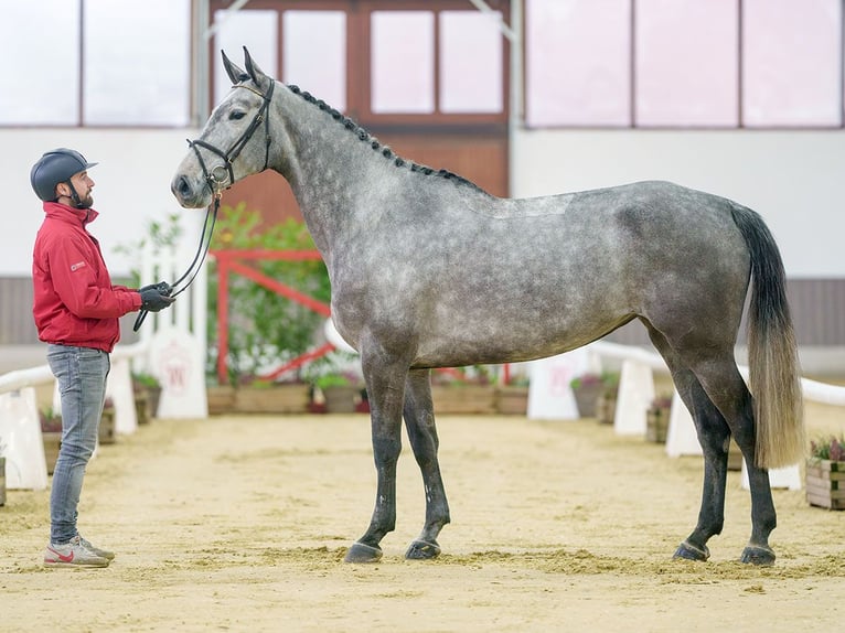 Belgian Warmblood Mare 5 years Brown in Münster-Handorf