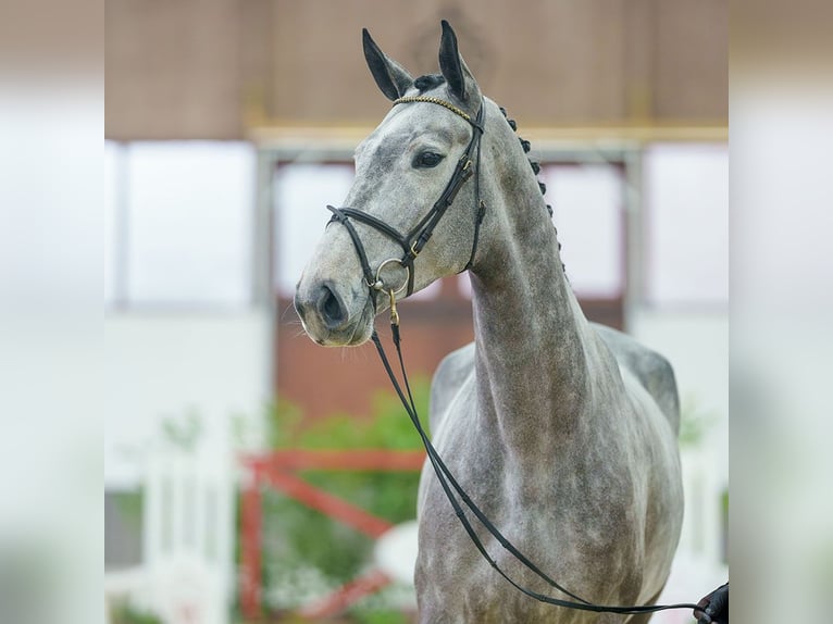 Belgian Warmblood Mare 5 years Brown in Münster-Handorf