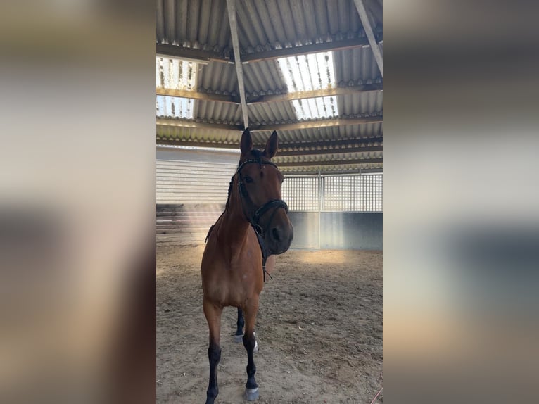 Belgian Warmblood Mare 6 years 15.1 hh  in Wouwse Plantage