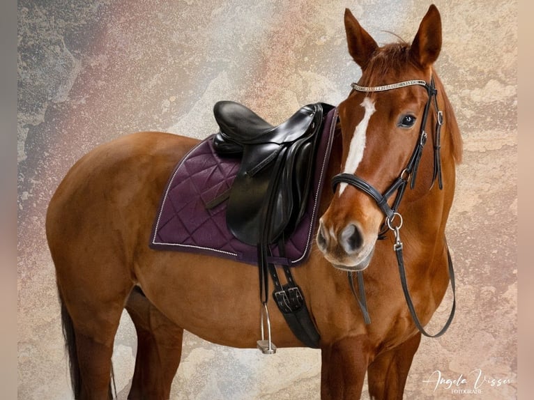 Belgian Warmblood Mare 6 years 15,3 hh Chestnut-Red in Hellevoetsluis