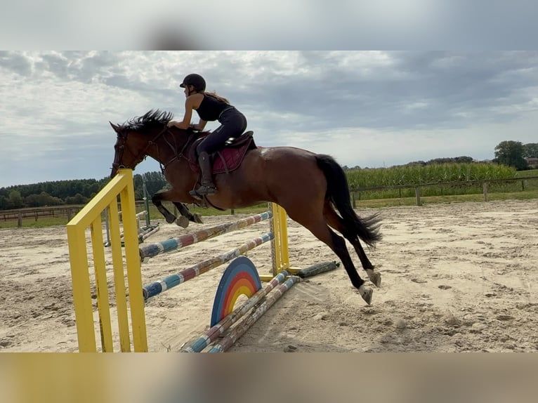 Belgian Warmblood Mare 6 years 16.1 hh Bay-Dark in Denderwindeke