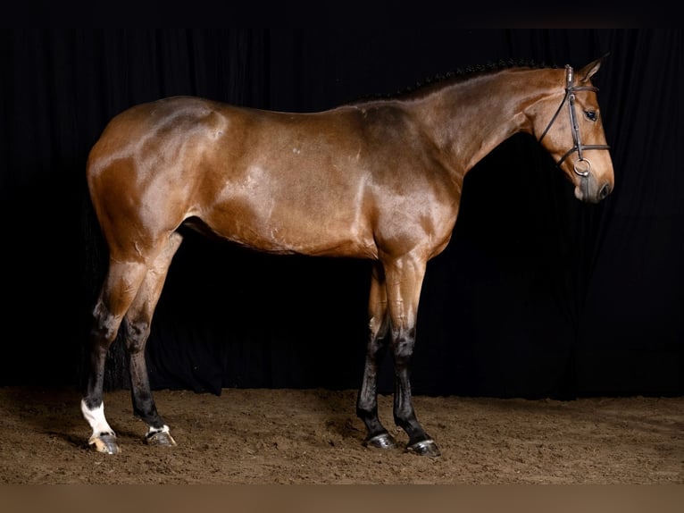 Belgian Warmblood Mare 6 years 16,1 hh Brown in Bladel