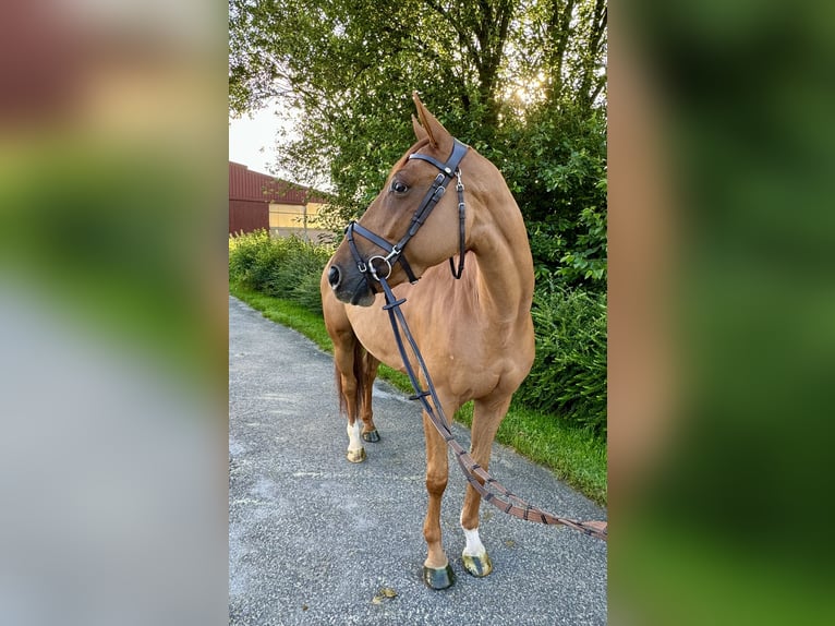 Belgian Warmblood Mare 6 years 16,1 hh Chestnut-Red in Kleve