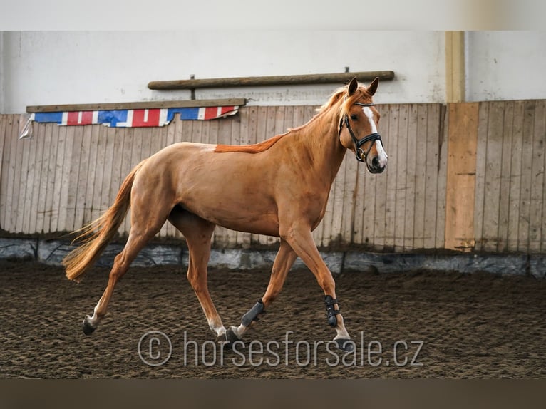 Belgian Warmblood Mare 6 years 16,1 hh Chestnut-Red in Plzen