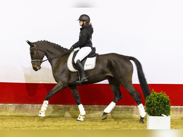 Belgian Warmblood Mare 6 years 16,2 hh Bay-Dark in Waddinxveen