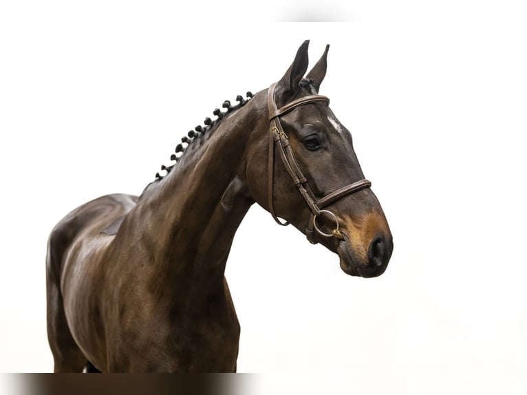 Belgian Warmblood Mare 6 years 16,2 hh Bay-Dark in Waddinxveen