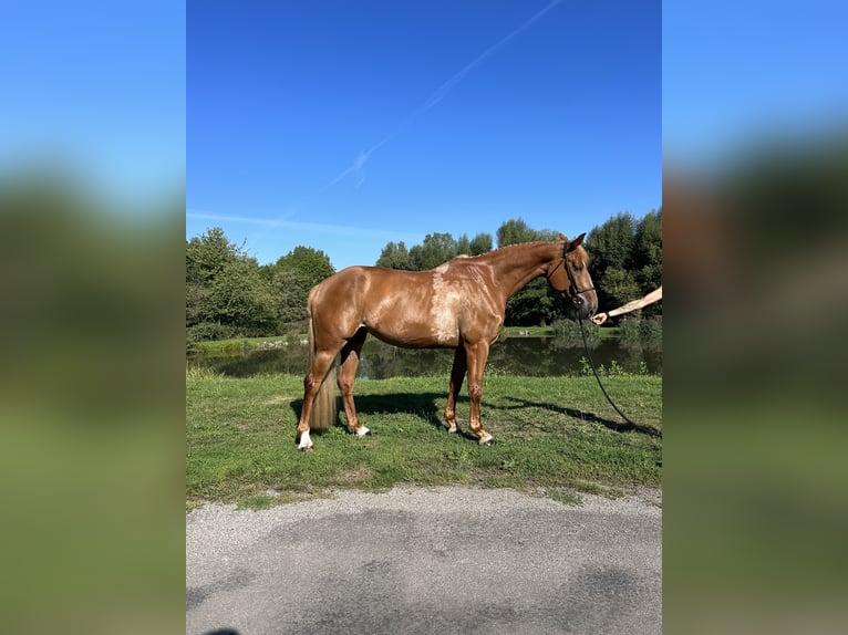 Belgian Warmblood Mare 6 years 16,2 hh Chestnut-Red in Mulhouse