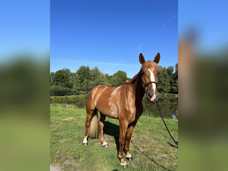 Belgian Warmblood Mare 6 years 16,2 hh Chestnut-Red in Mulhouse