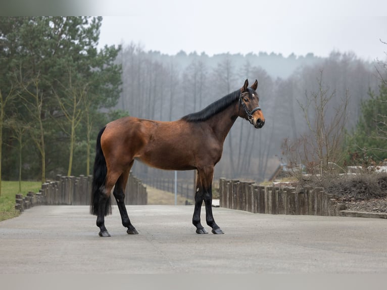 Belgian Warmblood Mare 6 years 16,1 hh Brown in Serock