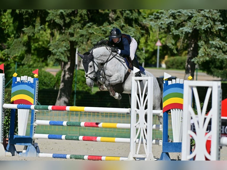 Belgian Warmblood Mare 6 years 16,1 hh Grey in Kisb&#xE9;r