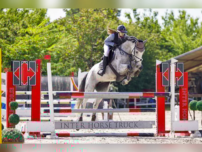 Belgian Warmblood Mare 6 years 16,1 hh Grey in Kisb&#xE9;r