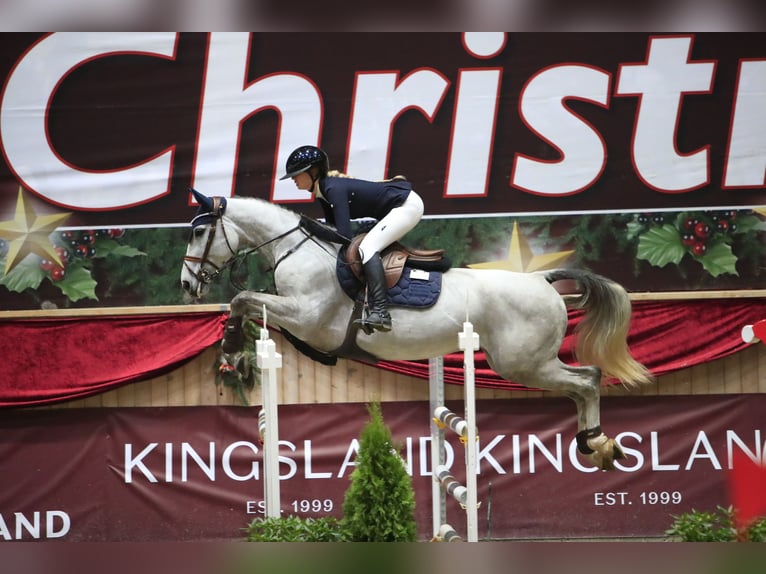 Belgian Warmblood Mare 6 years 16,1 hh Grey in Slagelse