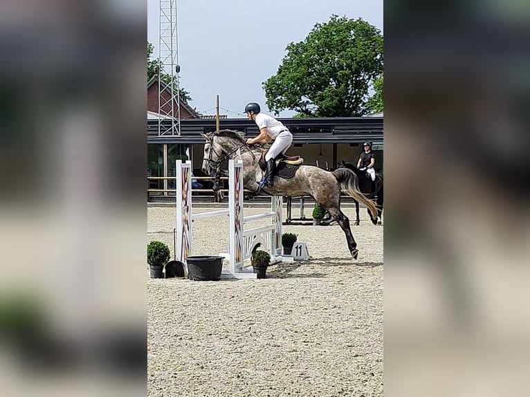Belgian Warmblood Mare 6 years 16,1 hh Roan-Bay in Ophoven-Kinrooi
