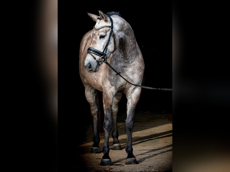 Belgian Warmblood Mare 6 years 16,1 hh Roan-Bay in Ophoven-Kinrooi