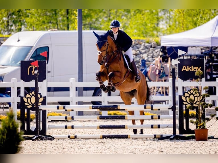 Belgian Warmblood Mare 6 years 17,1 hh Brown in Wijchmaal