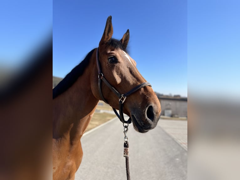 Belgian Warmblood Mare 6 years 17,1 hh Brown in Wijchmaal