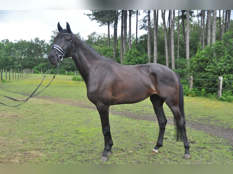 Belgian Warmblood Mare 6 years 17 hh Black in Meerhout