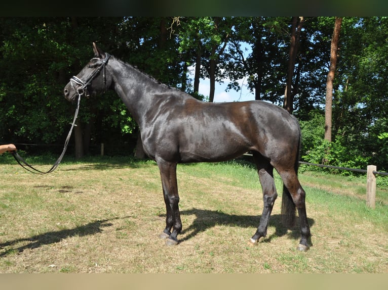 Belgian Warmblood Mare 6 years 17 hh Black in Meerhout