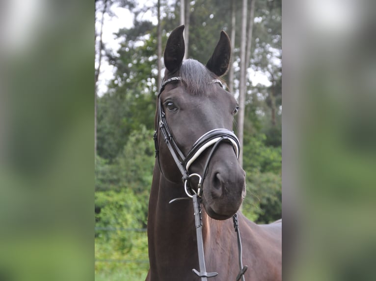 Belgian Warmblood Mare 6 years 17 hh Black in Meerhout