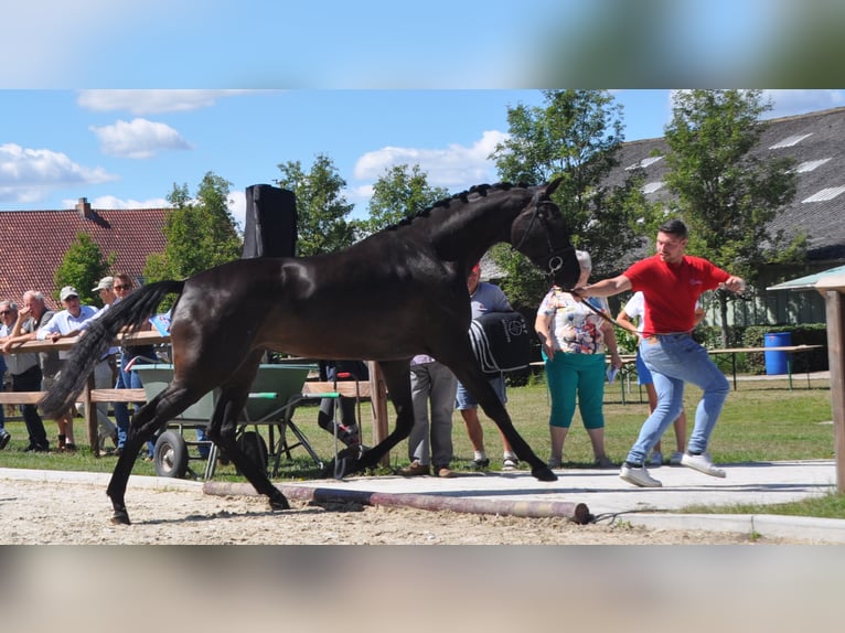 Belgian Warmblood Mare 6 years 17 hh Black in Meerhout