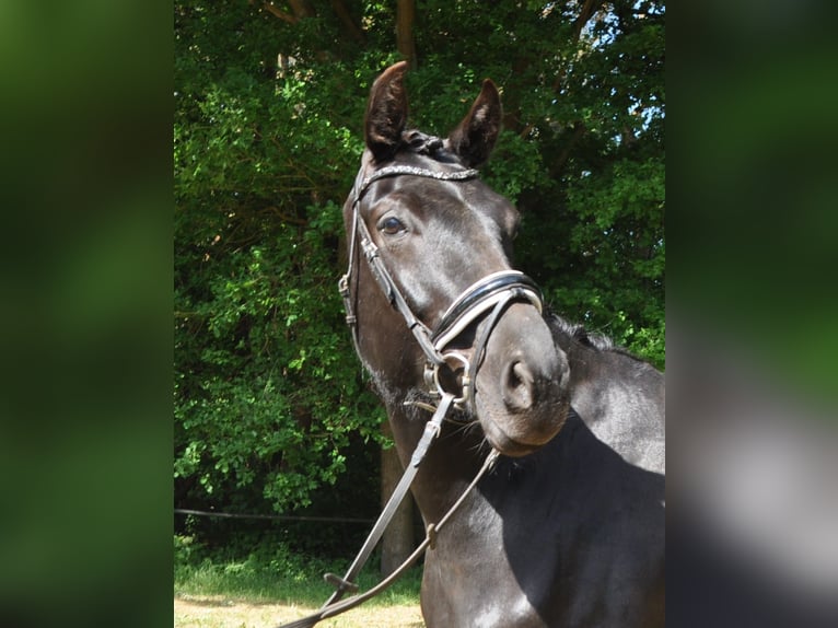 Belgian Warmblood Mare 6 years 17 hh Black in Meerhout