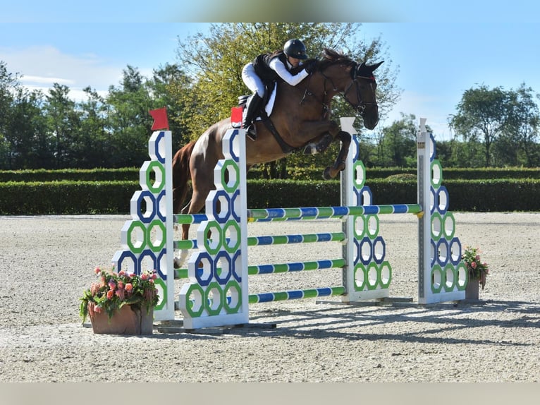 Belgian Warmblood Mare 6 years 17 hh Brown in Treviglio