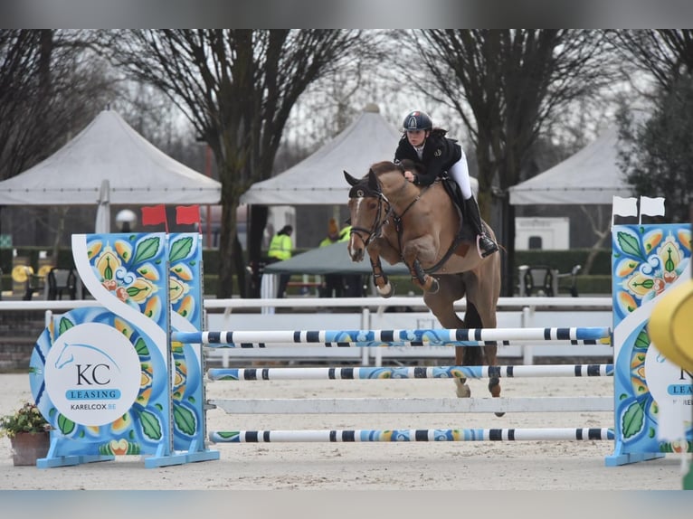 Belgian Warmblood Mare 6 years 17 hh Brown in Treviglio