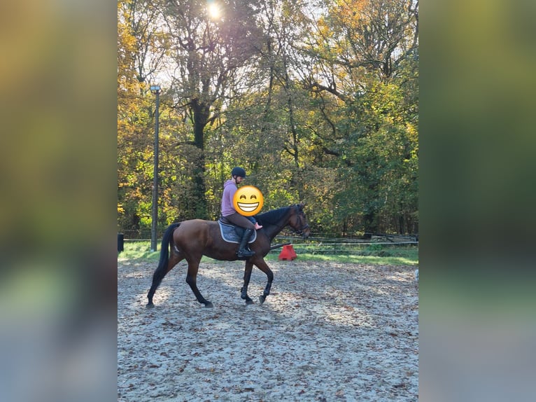 Belgian Warmblood Mare 6 years 17 hh Brown in Vorselaar