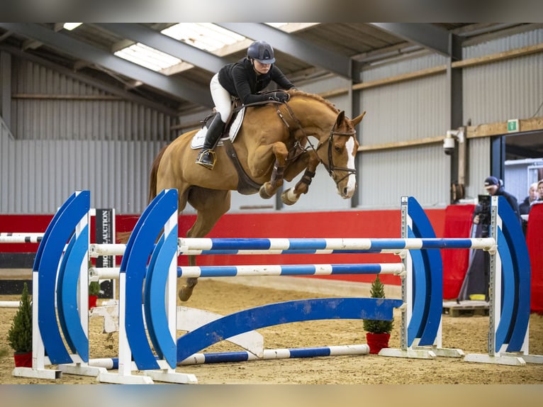 Belgian Warmblood Mare 6 years 17 hh Chestnut-Red in Waddinxveen