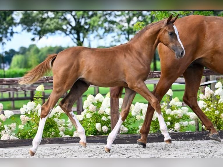 Belgian Warmblood Mare 6 years 17 hh Chestnut-Red in Waddinxveen