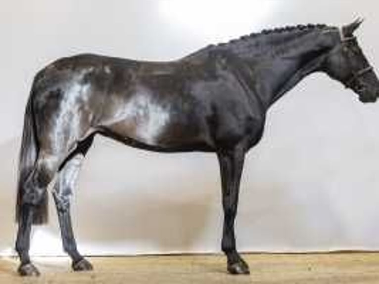 Belgian Warmblood Mare 6 years 17 hh Smoky-Black in Waddinxveen