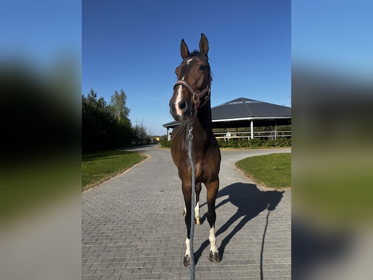 Belgian Warmblood Mare 6 years Bay-Dark in Grzmiąca