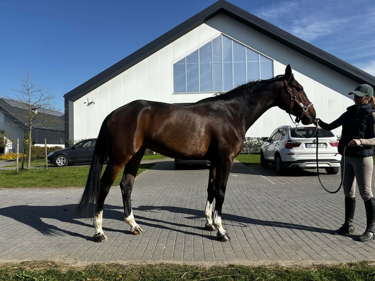 Belgian Warmblood Mare 6 years Bay-Dark in Grzmiąca