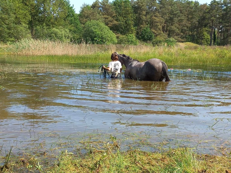 Belgian Warmblood Mix Mare 7 years 14,3 hh Brown Falb mold in Nederweert-Eind